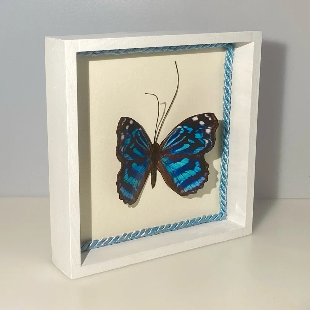 Butterfly Shadow Box - Picture 2 of 3